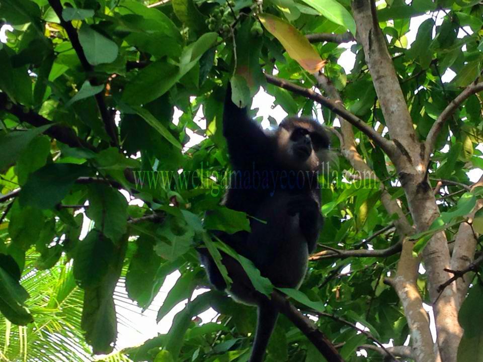 Weligama Bay Eco Villa Kültér fotó